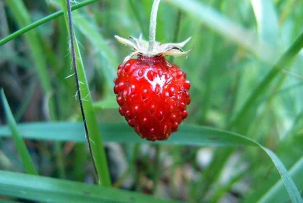 Vlasina-Image