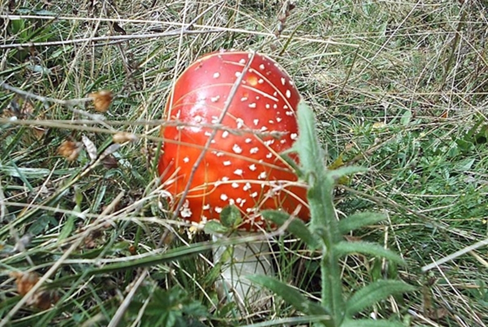 Vlasina-Image